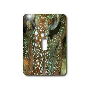   Cebu,Philippines   Light Switch Covers   single toggle switch Home