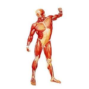 The Human Musculature Giant Poster  Industrial 