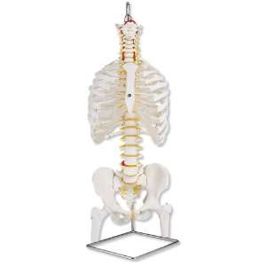    3B Scientific Classic Flexible Spine