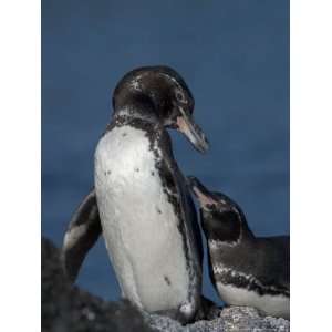  A Pair of Galapagos Penguins (Spheniscus Mendiculus), This 