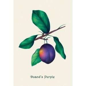  Vintage Art Duands Purple Grapes   04163 3