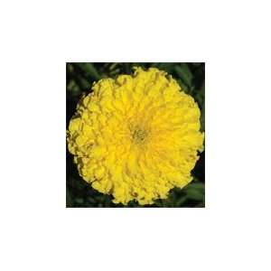  Davids Non Hybrid Flower African Marigold Giant Yellow 45 