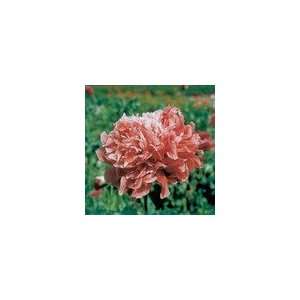  Poppy Parks Peony Frosted Salmon Patio, Lawn & Garden