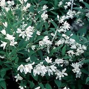  DEUTZIA NIKKO SLENDER / 2 gallon Potted Patio, Lawn 