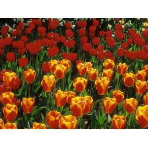  Group of Tulipa Oxfords Elite (Darwin Hybrid 