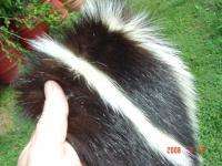 Skunk pelt heavy trapper fur tanned wild nature hide  