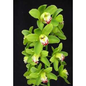 Cymbidium King Arthur ‘Green Giant’ Orchid Plant  