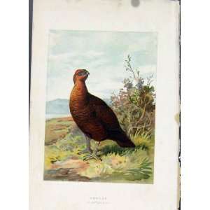  C1883 Thorburn Birds Antique Print Fine Art Grouse