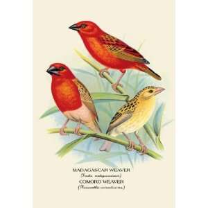   Madagascar Weaver; Comoro Weaver 20x30 poster