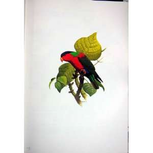  World Parrots 1973 Collard Lory