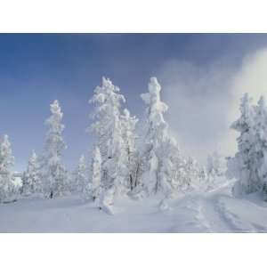 Snow Covered Trees, West Thumb Geyser Basin, Wyoming Photographic 