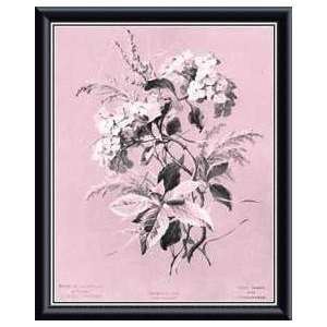   Dussurgey Hydrangea on Pink   Artist Dussurgey  Poster Size 13 X 11