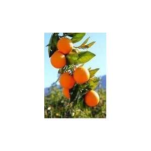  Seedless Tangerine Tree Patio, Lawn & Garden