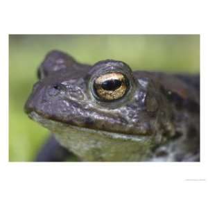 Common Toad, Close up Portrait, Scotland, UK Stretched 