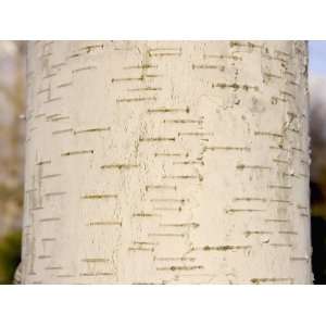  Birch Bark Showing Lenticels (Betula), North America 