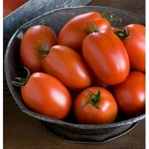  Davids Red Hybrid Plum Tomato Plum Regal (Solanum 
