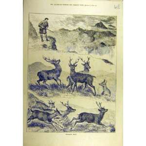   1884 Highland Sport Deer Animal Hunting Shooting Print