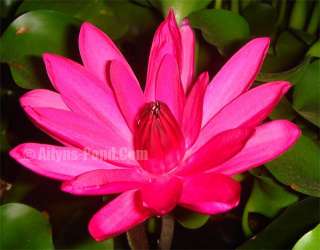 Live Pond Plant Red Flare Tropical Water Lily   Night bloomer Ailyns 