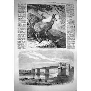  1869 Railway Bridge Viaduct Runcorn Musk Deer Animal