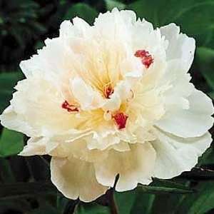  Peony Festiva Maxima   Fragrant   Glistening White/Red 