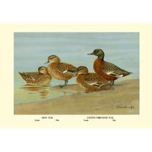  Gray Teal and Chestnut Breasted Teal 20x30 poster