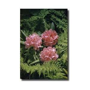  Rhododendron Roan Mountain Tennessee Giclee Print