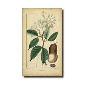  Vintage Turpin Botanical I Giclee Print