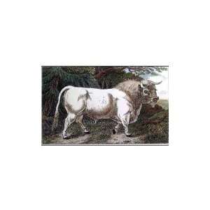  Wild Oxen II Poster Print