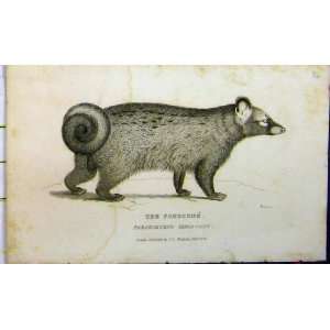   Pougoune 1825 Natural History Print Whittaker Animal