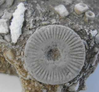 COMPACTED MASS OF CRINOID STEM FOSSILS IN LIMESTONE  