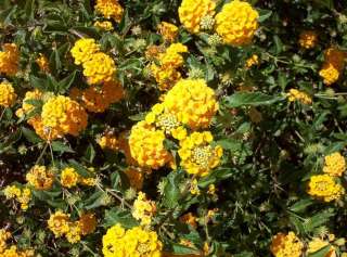 18 Yellow Flowering Lantana, Plants Plugs Small Shrub  