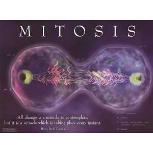  Mitosis by Unknown 24x18