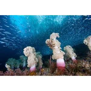  Soft Coral Forest, Indonesia Wall Mural