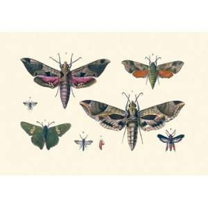 Insect Study #5 16X24 Giclee Paper