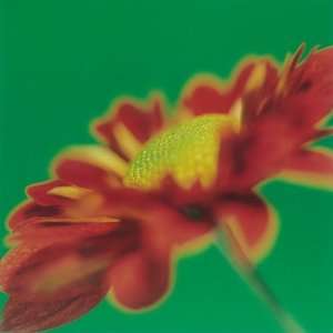  (7x7) Daisy Bright Red on Green Greeting Cards 12 Per 