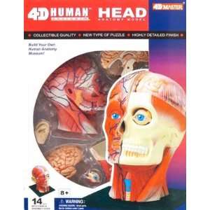  4D Vision   Human Head Anatomy Kit (Science) Toys & Games