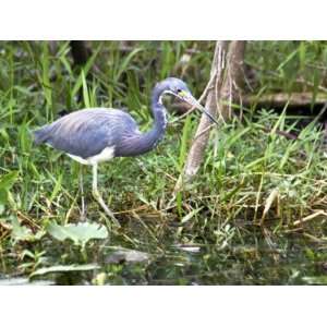  Louisiana Heron, Also Known as the Tricolored Heron 