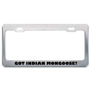 Got Indian Mongoose? Animals Pets Metal License Plate Frame Holder 