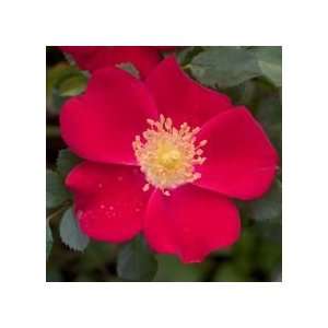  ROSE OSO EASY CHERRY PIE / 2 gallon Potted Patio, Lawn 