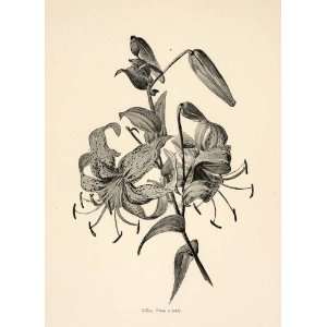  1898 Print Lily Flowers Geraldine Jacoba van de Sande 