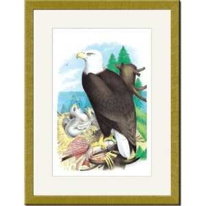   Print 17x23, The Bald Eagle (White Headed Eagle)