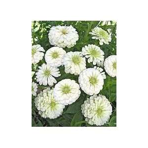  Zinnia White Wedding 100+ Flower Seeds Stunning Cut 