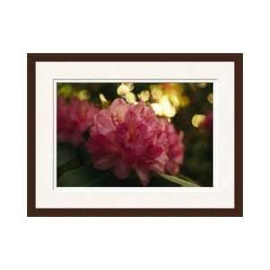 Blooming Rhododendron Pilot Mountain State Park North Carolina Framed 