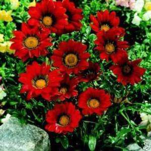 Gazania Gazoo Red Flower Seeds *Dwarf with Big Blooms*  