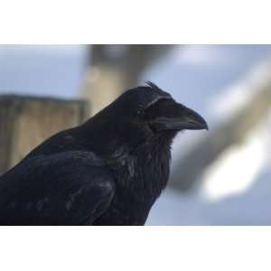  Raven Taxidermy Photo Reference CD