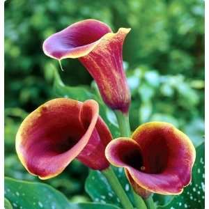 Hybrid Calla Lily Purple Haze 1 Bulb Patio, Lawn & Garden
