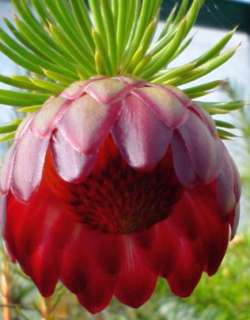 Protea nana, called Mountain rose Sugarbush is one of the most 