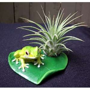    Frog Leaf Planter with Live Air Plant Patio, Lawn & Garden