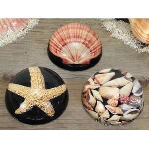   Shell Dome Paperweight Glass 3 Styles Set of 6   Each