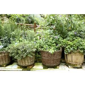  Chefs Choice Herb Garden Patio, Lawn & Garden
